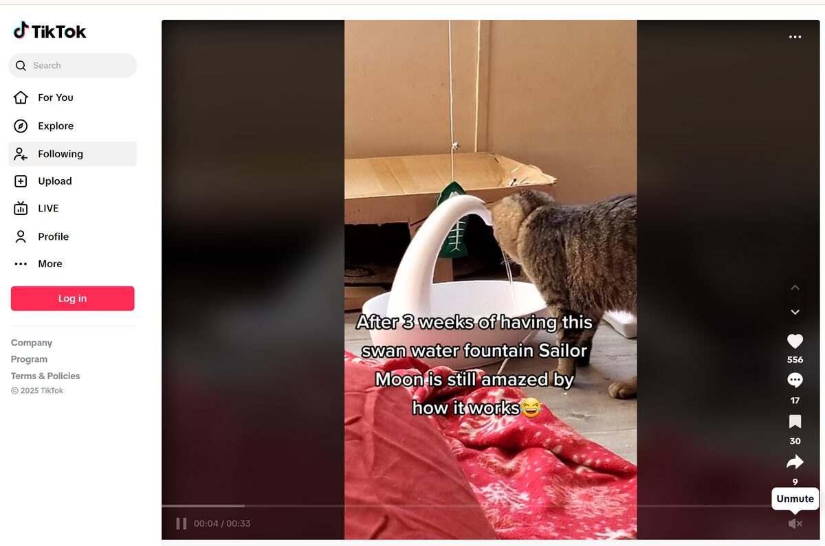 cat dispenser tiktok ad best seller