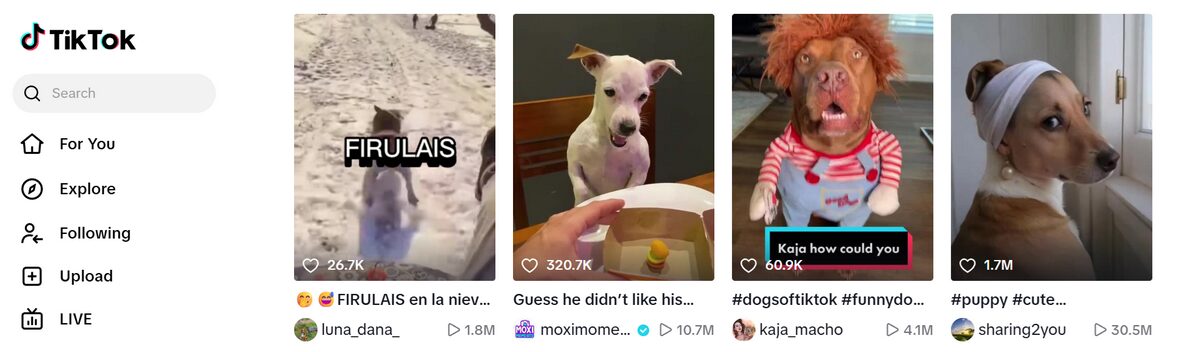 Dog TikTok Reels